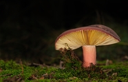 野生开伞蘑菇图片