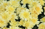 黄色秋菊盛开的图片
