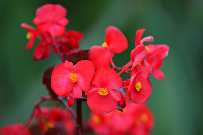 红色小叶海棠花图片