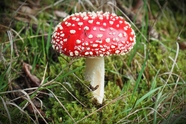 好看的红色毒蘑菇图片