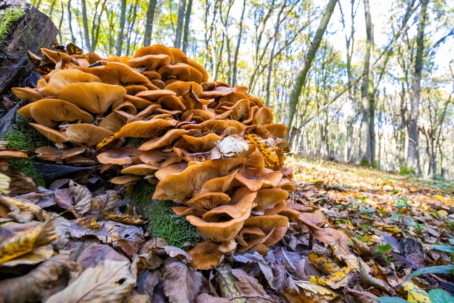 森林地面生长旺盛的蘑菇图片