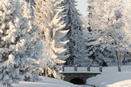 冬季树林银装素裹雪景图片