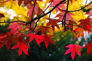 秋天日本枫树叶图片