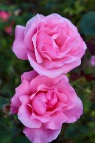 香水月季蔷薇植物图片
