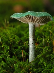 铜绿木耳蘑菇图片