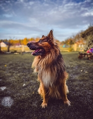 德国牧羊犬摄影图片