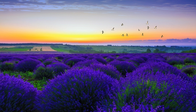 唯美浪漫紫色薰衣草花圃图片