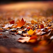 秋天非主流意境摄影图片