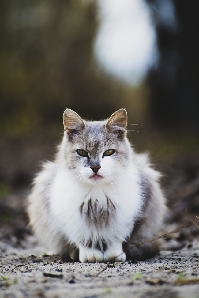 挪威森林猫图片