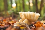 秋天树林野生真菌蘑菇图片