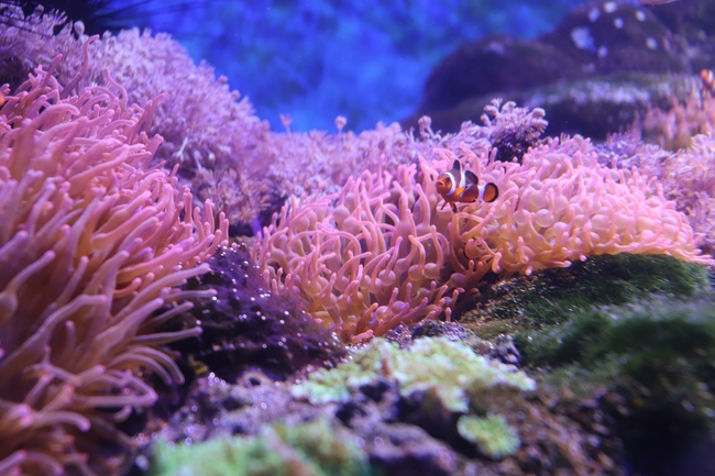 海底世界海葵珊瑚小丑鱼图片