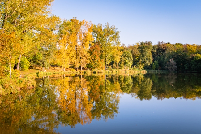 秋天金色树林湖泊风景图片