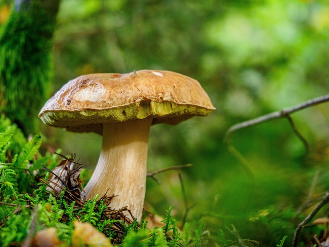 森林草丛野生牛肝菌蘑菇图片