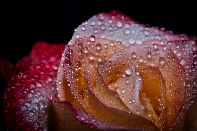 玫瑰花瓣雨滴特写图片