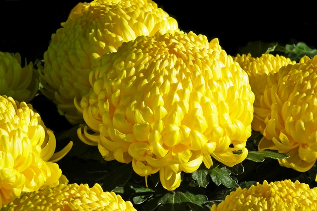 黄色蜂窝菊图片