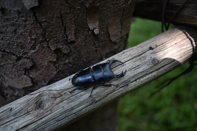 黑色铁锹甲虫图片