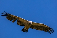 高空飞翔的秃鹫图片