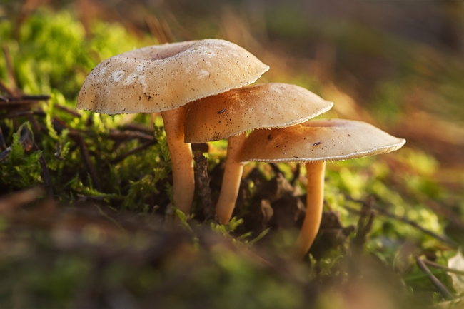 森林野生真菌蘑菇群图片