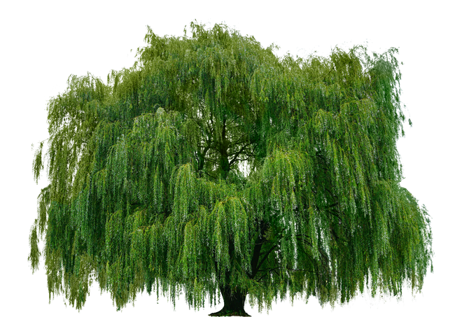 绿色杨柳树高清图片