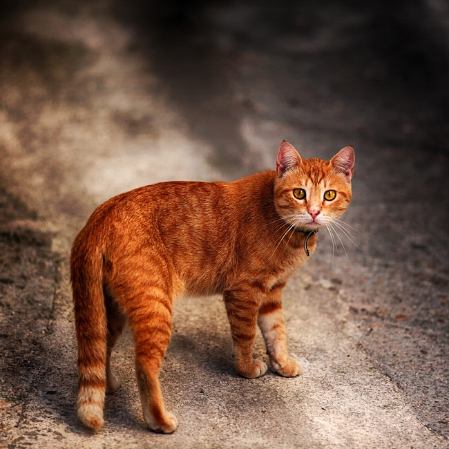 可爱花斑猫图片