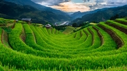绿色水稻梯田风景图片