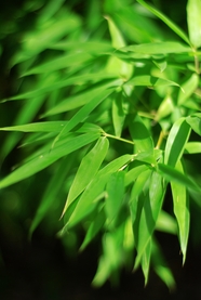 绿色小清新竹叶摄影图片