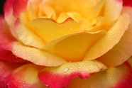 露水打湿的玫瑰花图片