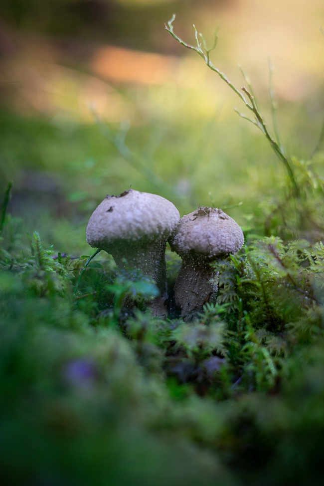绿色草丛野生真菌蘑菇图片