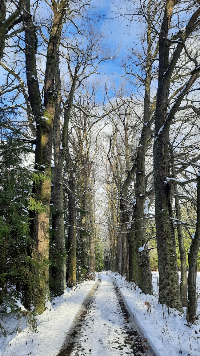 冬天雪地光秃秃的树木图片