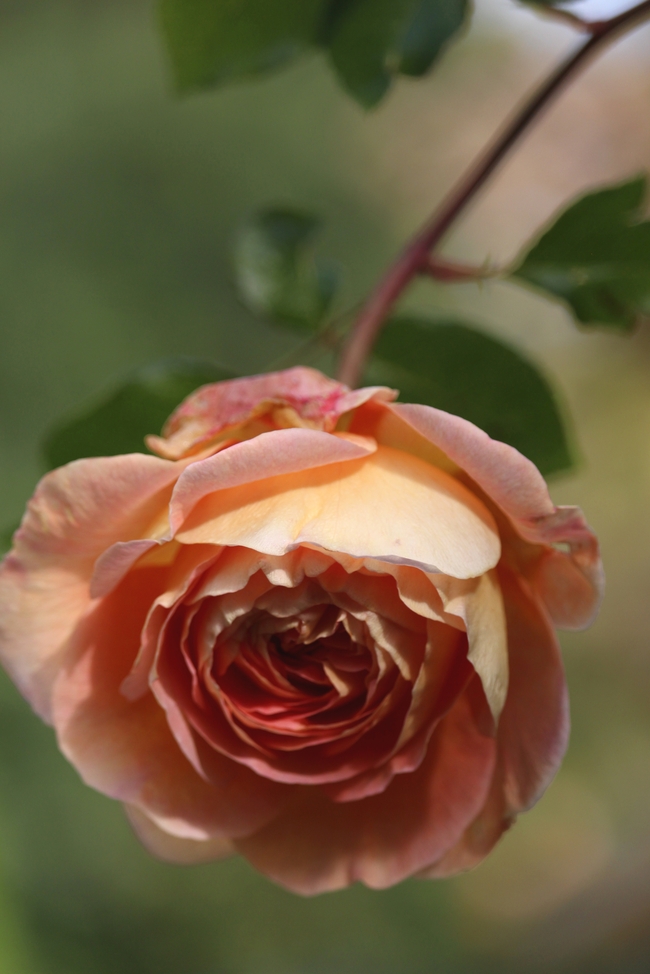 灌木英国玫瑰图片