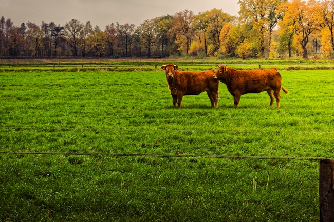 绿色牧场草地牦牛图片