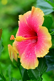 雨后芙蓉花开图片