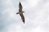 高空自由翱翔的海鸥图片