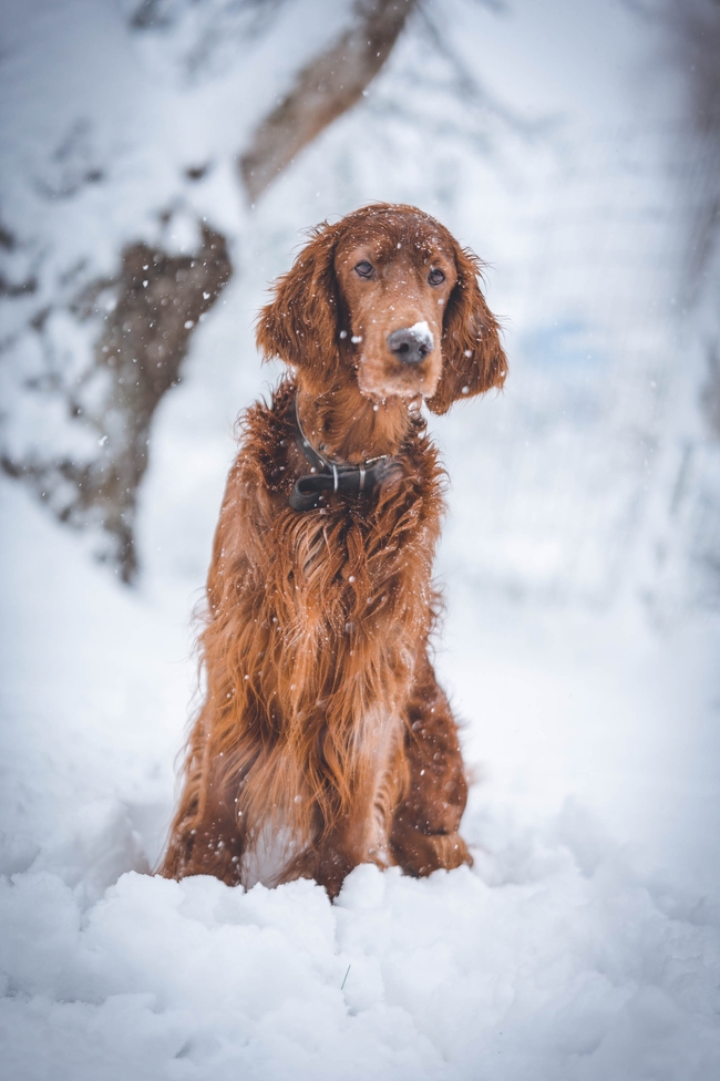 雪地可爱爱尔兰长毛猎犬图片