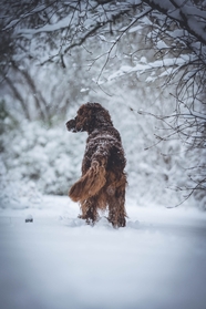 冬天雪地爱尔兰长毛猎犬图片