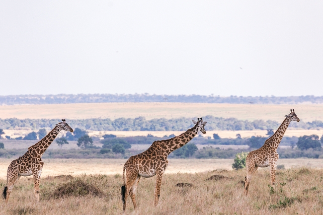 非洲大草原野生长颈鹿图片