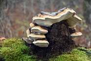 野生层状蘑菇群图片