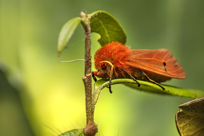 红色飞蛾昆虫图片
