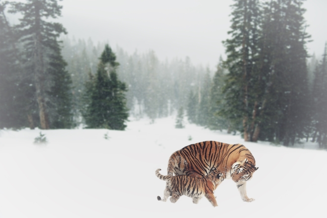 冬季雪地老虎妈妈和小老虎图片