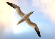 高空展翅飞翔的海鸥图片