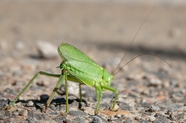 绿色蚱蜢昆虫图片