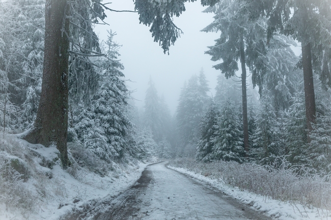 冬天树林雪树银花图片