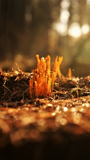 野生珊瑚菌图片