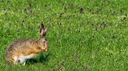绿色草地野生灰兔子图片