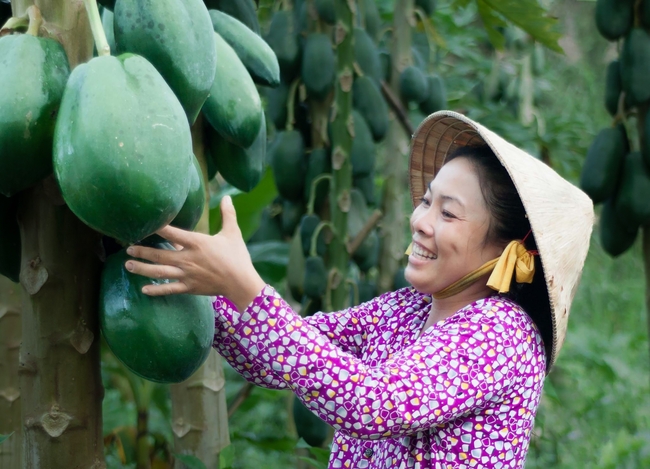 农村妇女摘木瓜图片