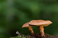野生层状蘑菇图片