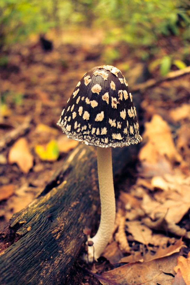 野生斑点菌类蘑菇图片