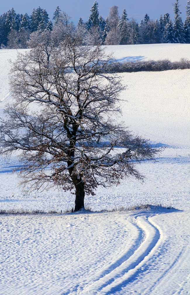 冬季雪地雪树银花图片