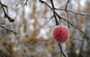 冬季霜打红苹果图片