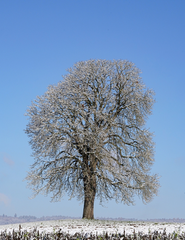 冬季旷野雪树银花图片